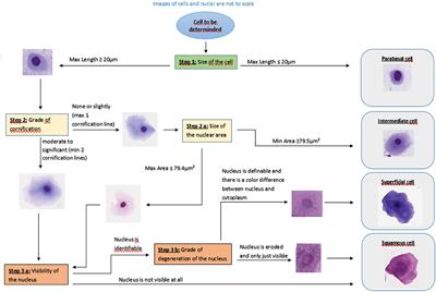 Canine Vaginal Cytology: A Revised Definition of Exfoliated Vaginal Cells